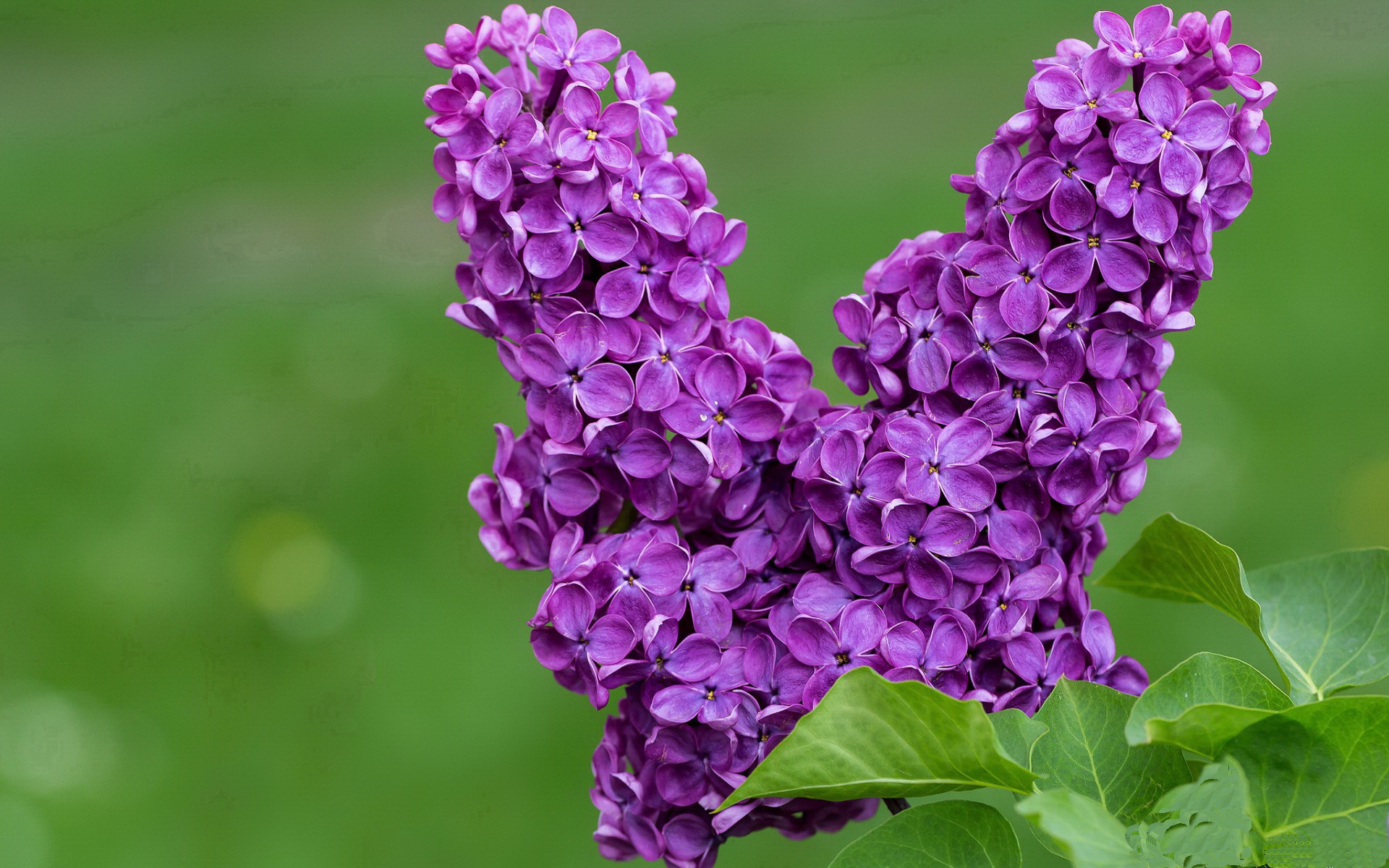 休斯顿锁匠与新奥尔良密钥,当火箭提前终结悬念,英格拉姆雕琢冠军级夜晚