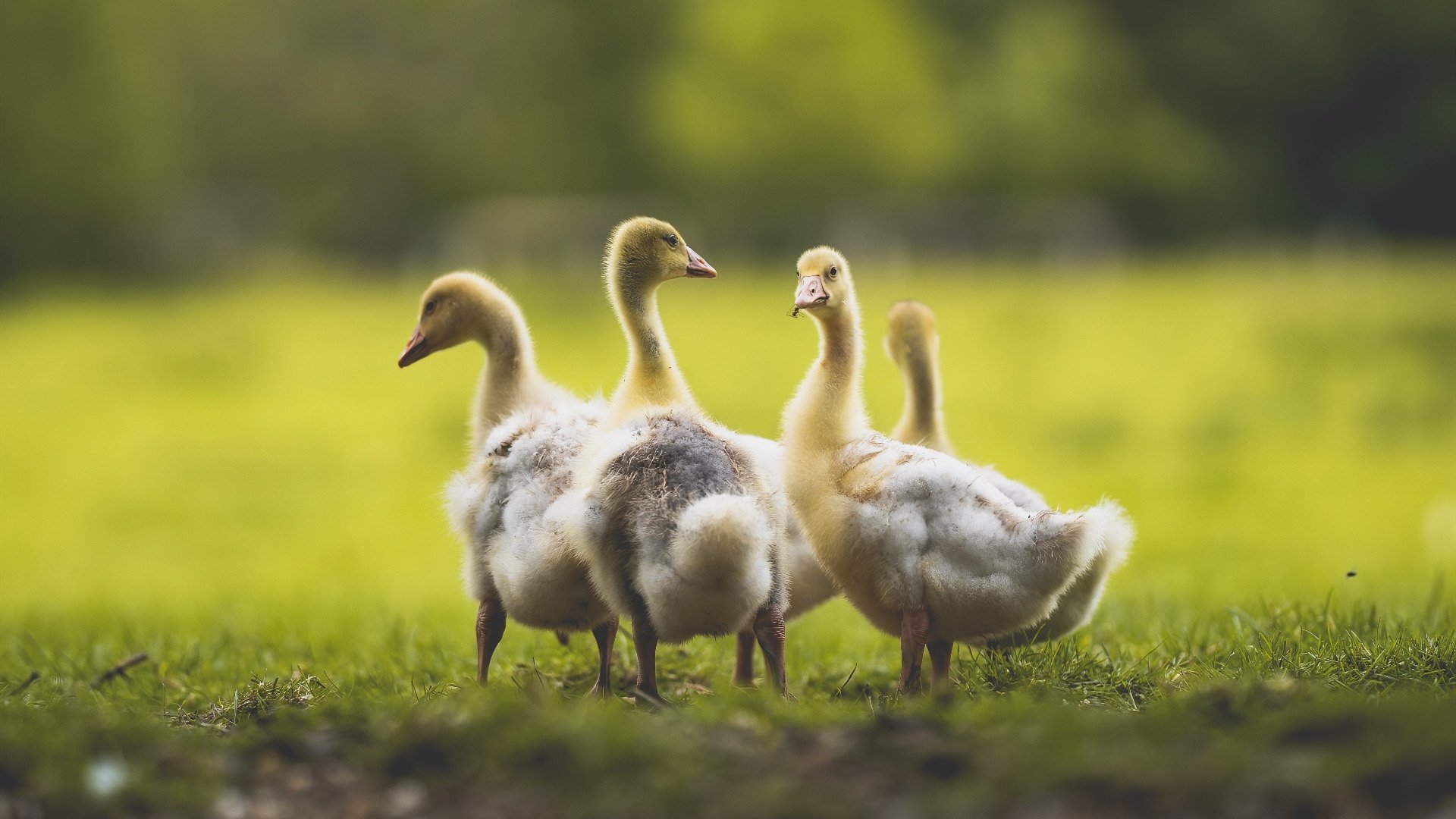 开云体育-杜兰特封神之战！无争议全场最佳，鹈鹕稳健擒奇才显强队本色