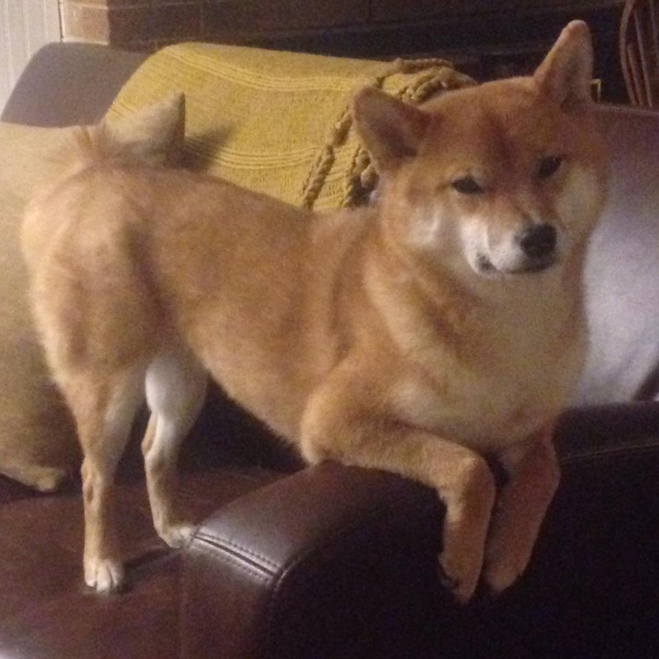 客场死斗！马克西末节19分救主，掘金硬仗擒尼克斯捍卫冠军尊严