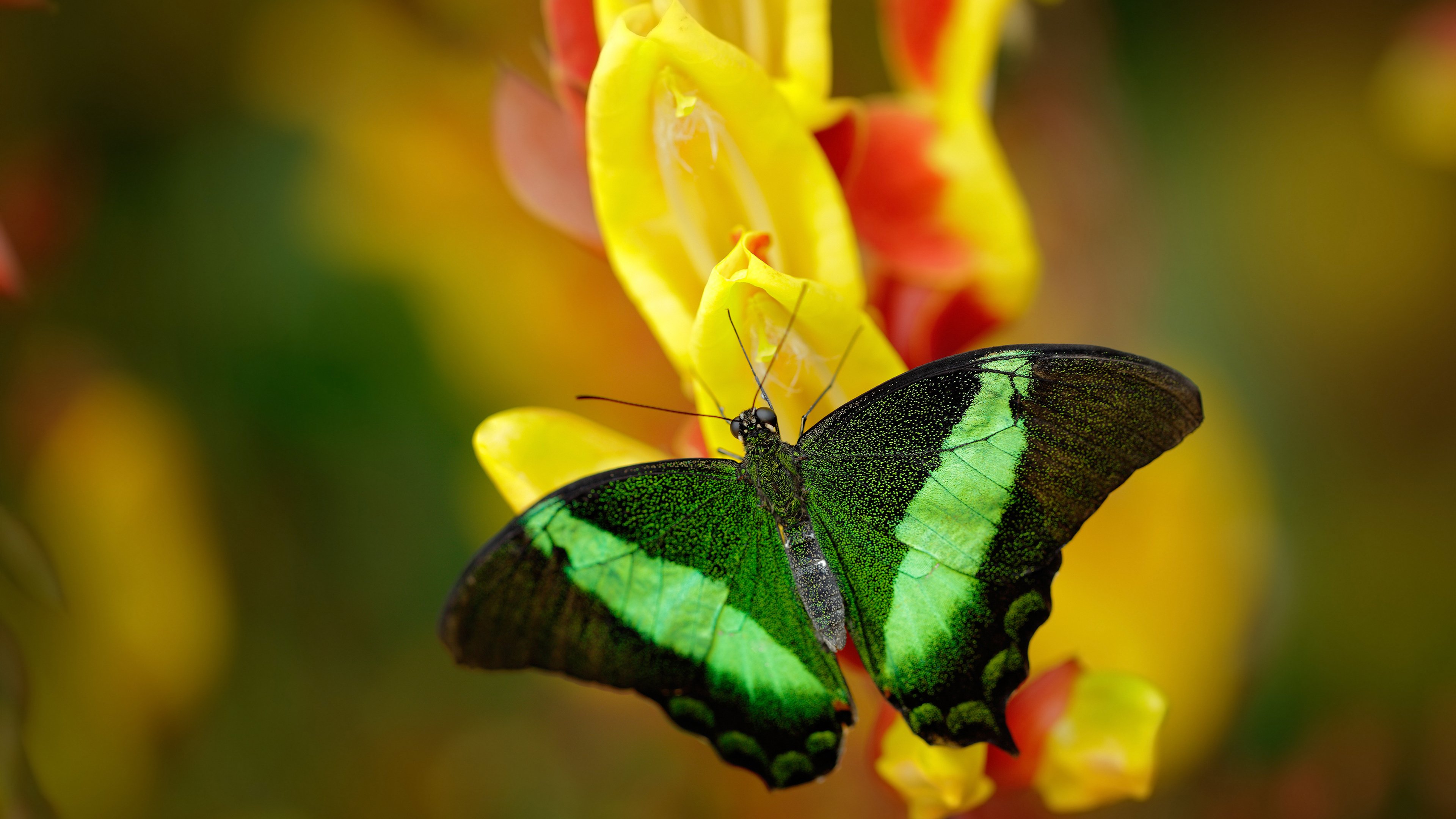 萨卡的第三个梦,在梅阿查为尼日利亚鏖战国际蓝黑