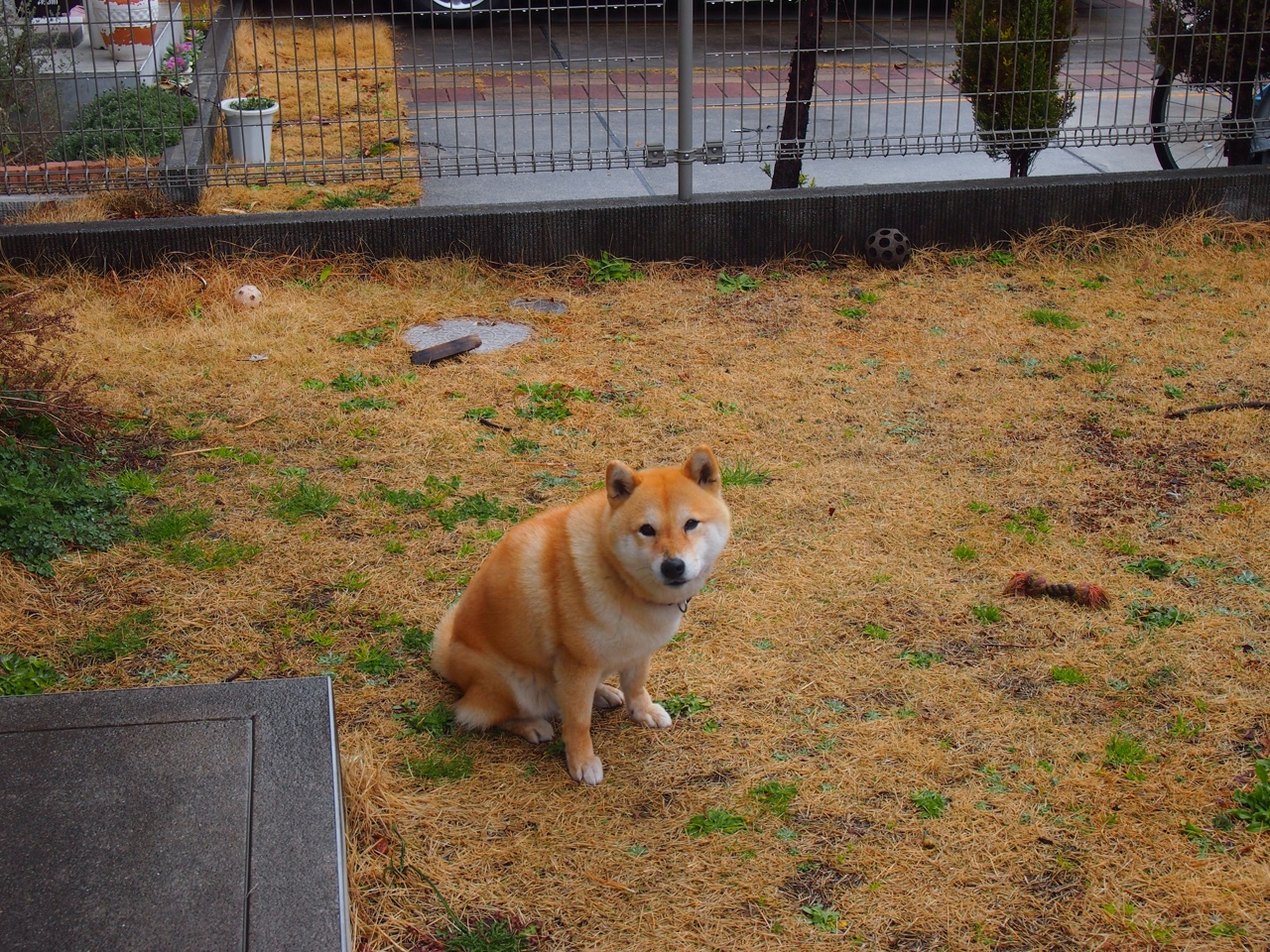 当洛城掘金遇上钱塘江潮，利拉德一箭定乾坤