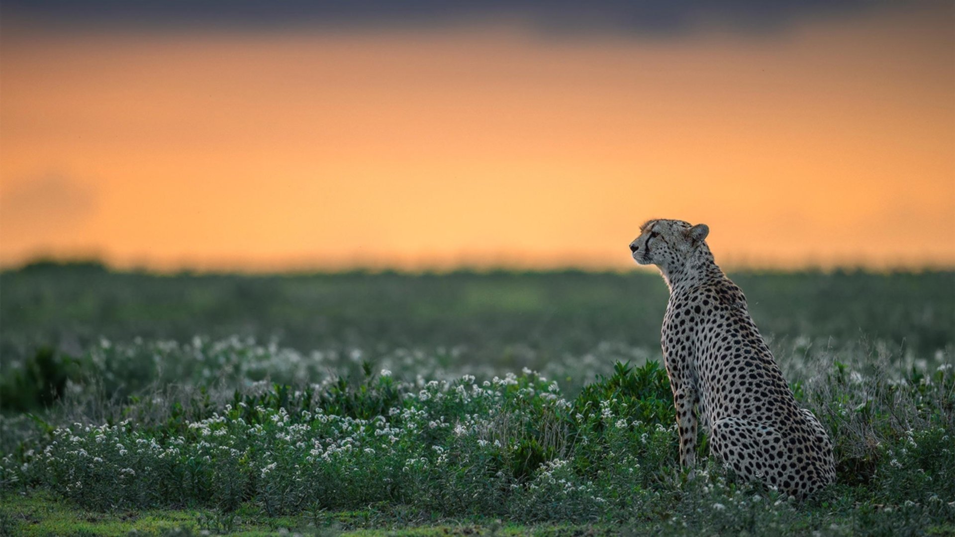 开云APP-诺坎普狂澜，世纪一射定乾坤