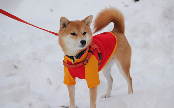 开云体育官网-唯一性的双星,乌克兰足球的收割与拉亚篮球的接管