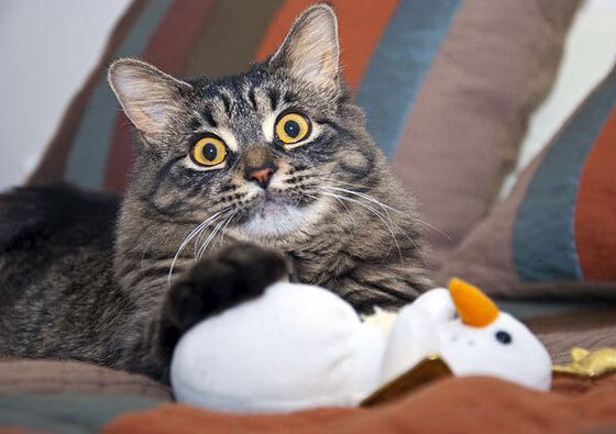 南美足坛惊天冷门,无名小卒卡塞米罗导演委内瑞拉压哨绝杀阿根廷