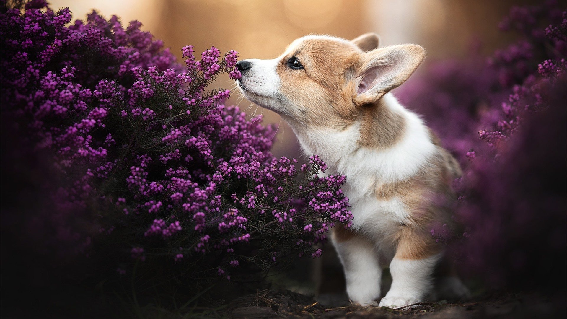 破茧,哈利伯顿的救赎之夜与老鹰队的压制艺术