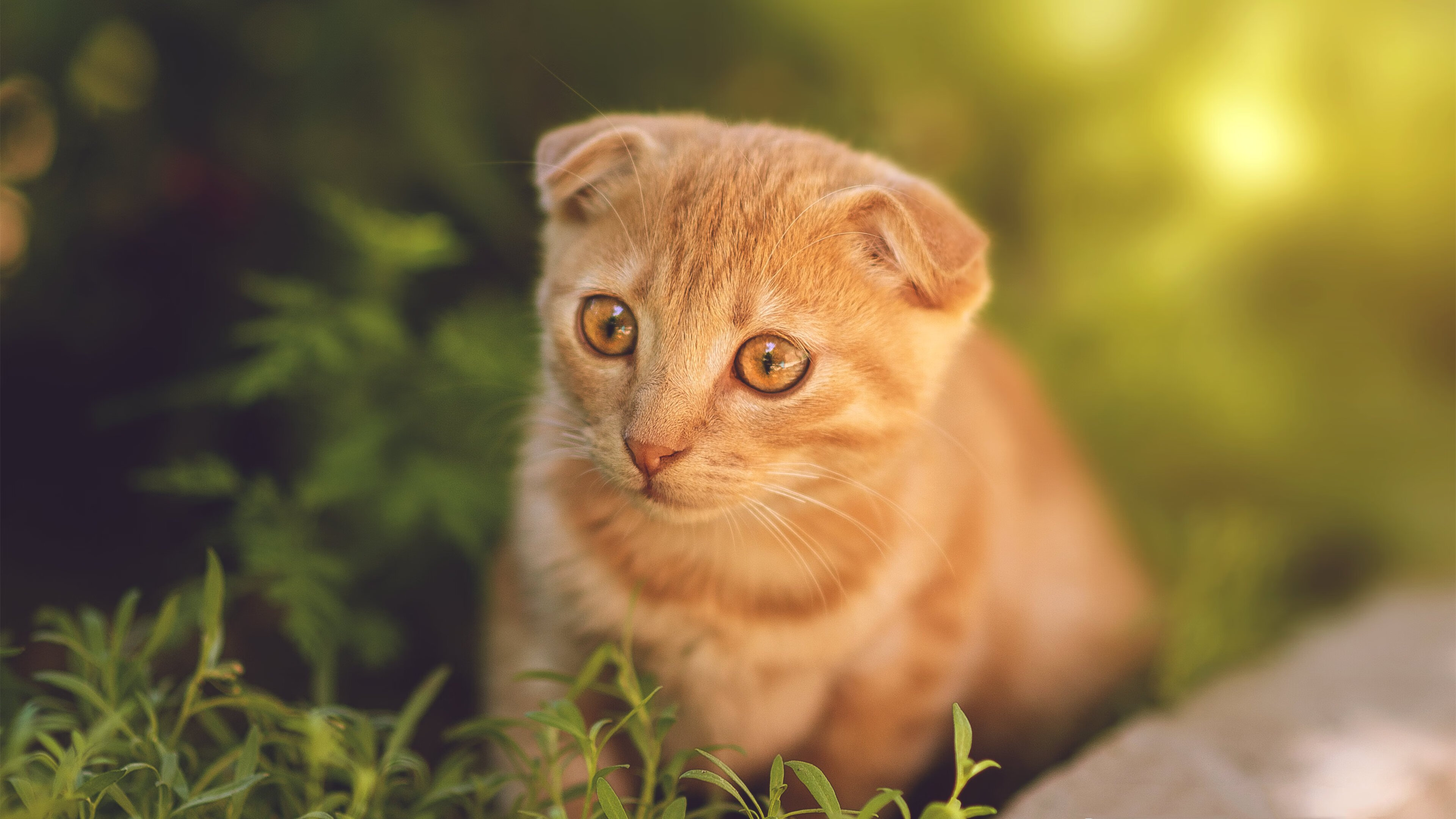 开云体育app-速度图腾,当黄潜艇碾过美洲大陆,银箭在霓虹灯下接管争冠权杖