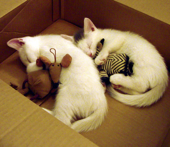 开云官网-沉睡的巨人被暗夜狙击，雄鹿爆冷活塞，西亚卡姆稳定输出的启示