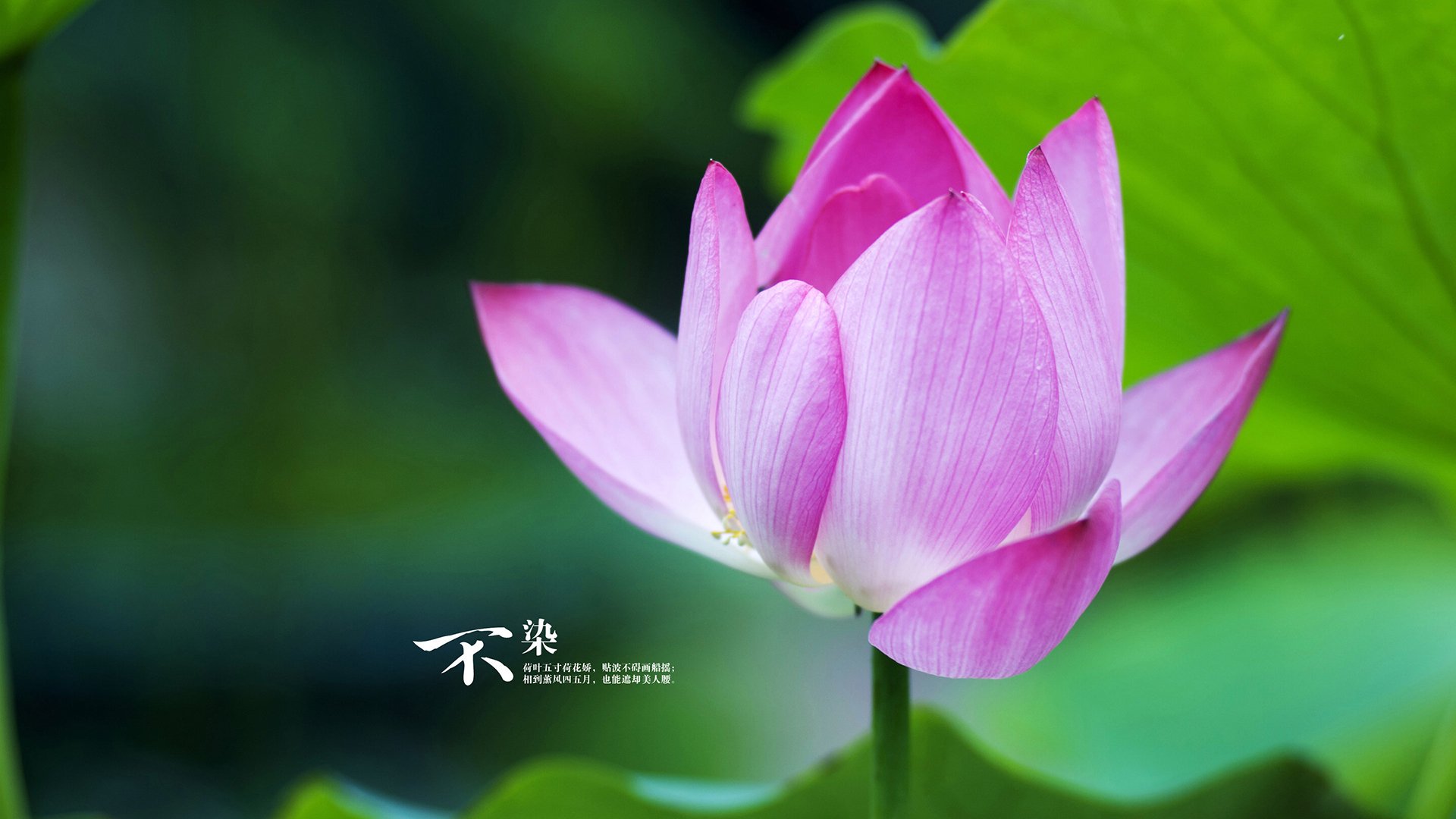 开云体育APP下载-闪电战撕裂沙漠防线，登贝莱领衔快速反击，美国队锁定2026世界杯D组出线权