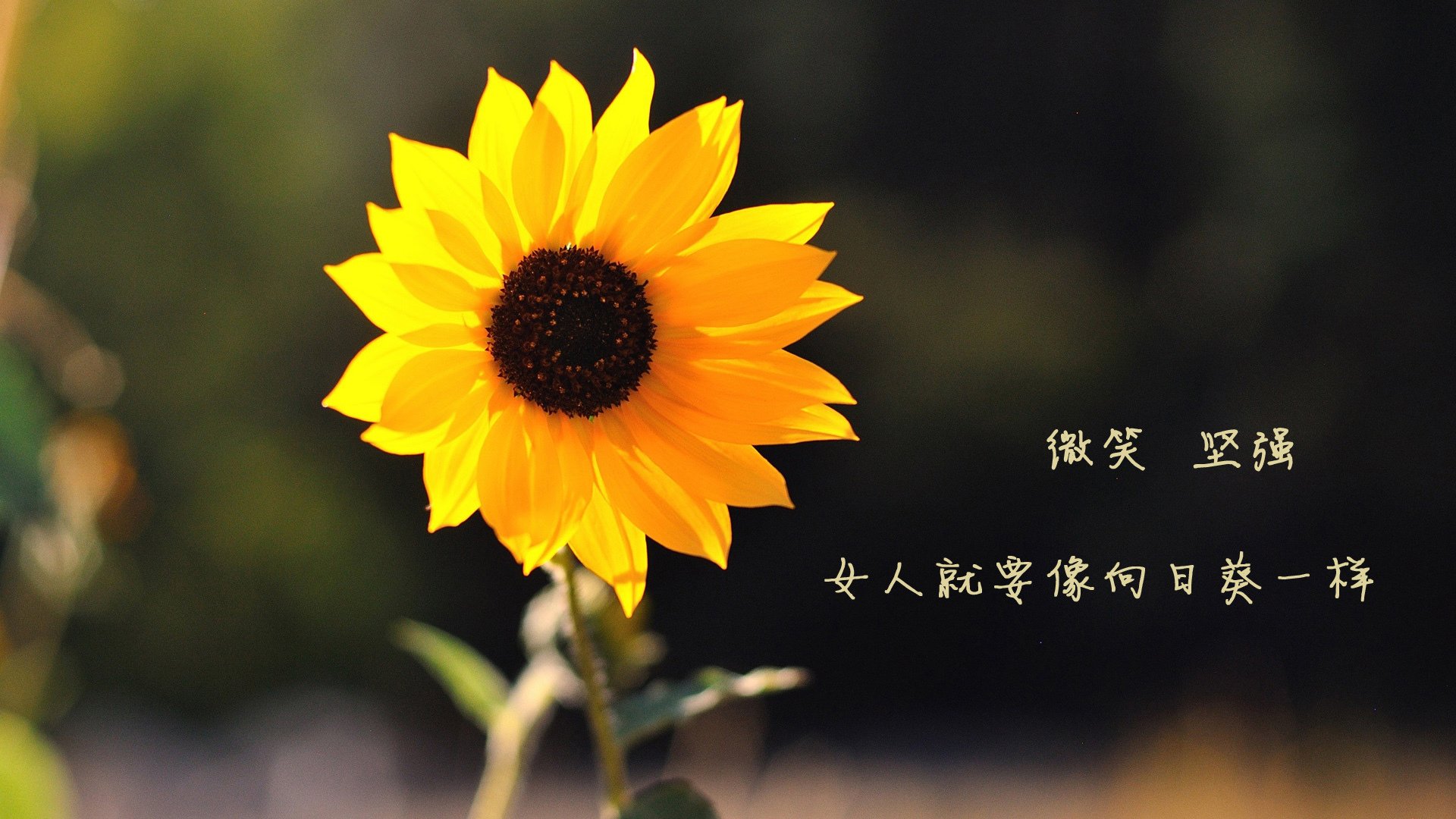 蓝白红风暴，2026世界杯F组，智利完胜美国，奥斯梅恩以一己之力改写足球版图
